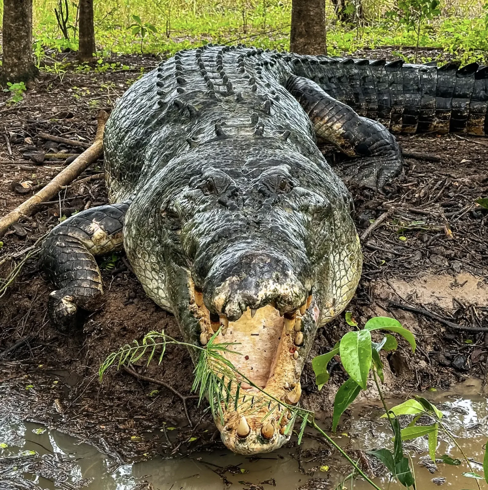 Average Lifespan of Crocodiles